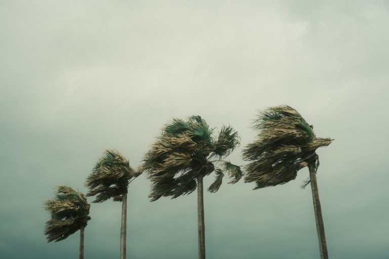 palm tree